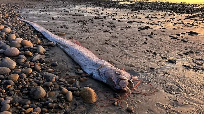 Muncul Lagi, Ikan Kiamat Sudah 3 Kali Terlihat Tahun Ini