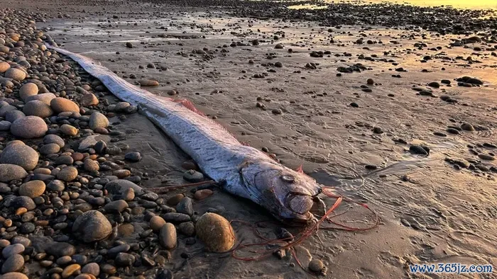 Oarfish ketiga di California